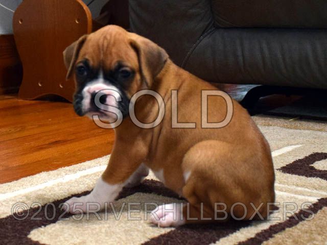 Flashy Fawn Female Boxer puppy Daisy