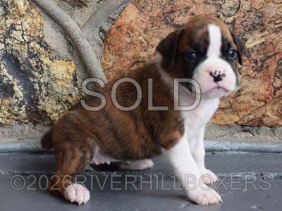 flashy brindle female Boxer puppy Cinnamon