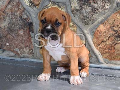 classic fawn female Boxer puppy Sophie