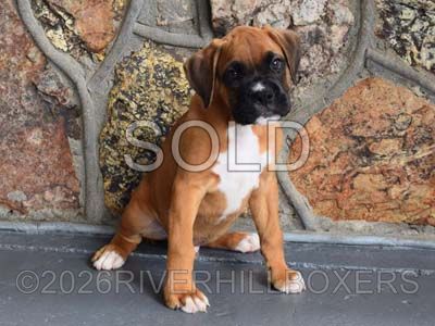 classic fawn male Boxer puppy Atlas