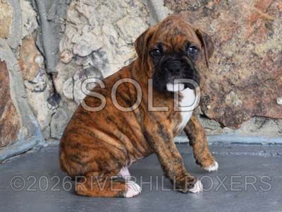 classic brindle male Boxer puppy Beau