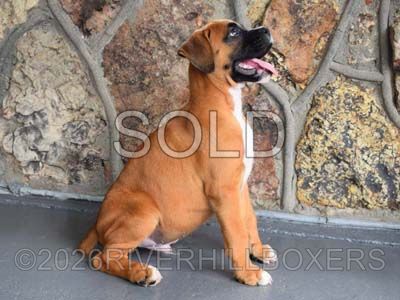 classic fawn male Boxer puppy Atlas