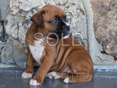 Mahogany Fawn Female Boxer puppy Ruby