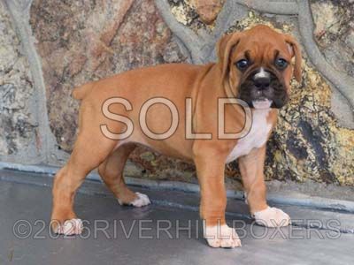 classic fawn female Boxer puppy Sophie