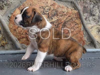 flashy brindle female Boxer puppy Cinnamon