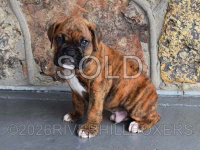 classic brindle male Boxer puppy Beau
