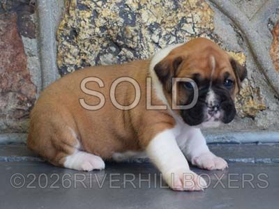flashy fawn female Boxer puppy Bella