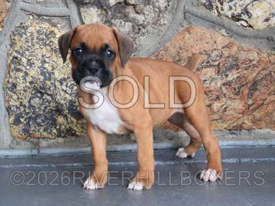 classic fawn female Boxer puppy Poppy
