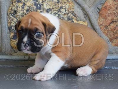flashy fawn female Boxer puppy Bella