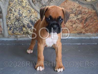 classic fawn female Boxer puppy Poppy