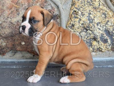 Flashy Fawn Male Boxer puppy Max