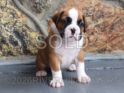 flashy fawn male Boxer puppy Jack