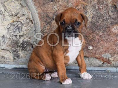 classic brindle female Boxer puppy Fern