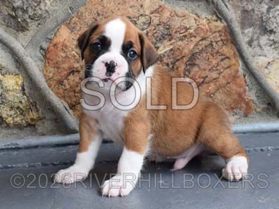 flashy fawn male Boxer puppy Jack