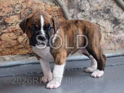 flashy brindle male Boxer puppy Rocky