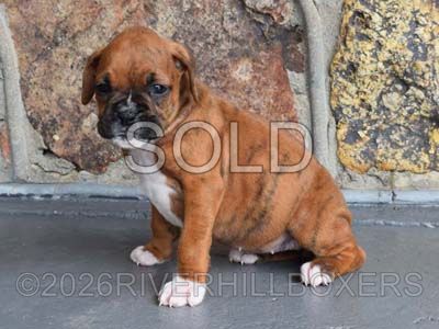 classic brindle female Boxer puppy Fern