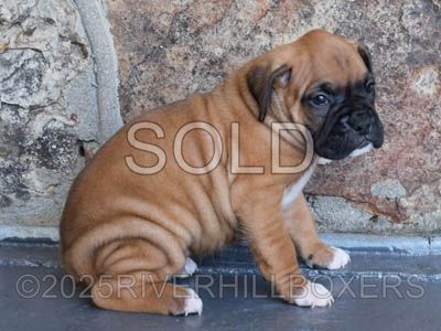 Classic Fawn Female Boxer puppy Roxy