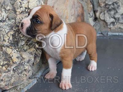classic fawn female Boxer puppy Peaches