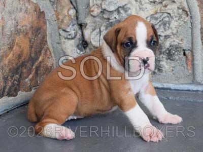 classic fawn female Boxer puppy Peaches