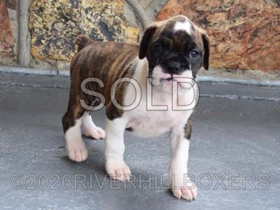 flashy brindle female Boxer puppy Nova