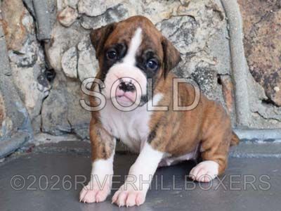flashy brindle female Boxer puppy Roxy
