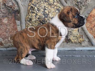 flashy brindle male Boxer puppy Rocky