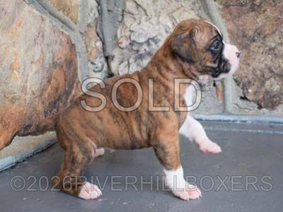 flashy brindle female Boxer puppy Roxy