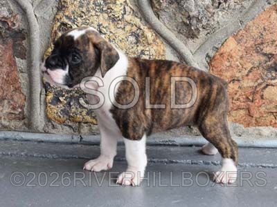 flashy brindle female Boxer puppy Nova