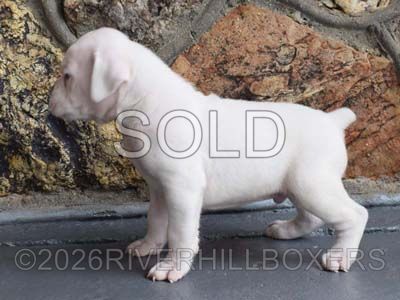 white male Boxer puppy Donald