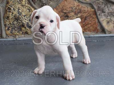 white male Boxer puppy Donald
