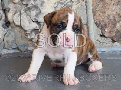 flashy brindle female Boxer puppy Grace