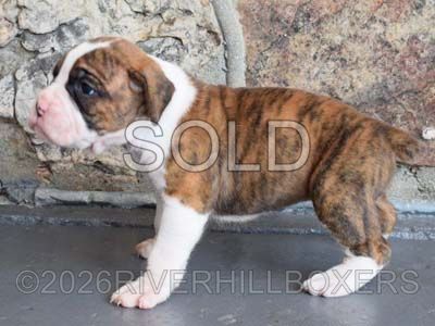 flashy brindle female Boxer puppy Grace