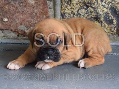 classic fawn male Boxer puppy Bruno