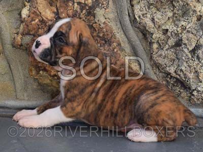 flashy brindle female Boxer puppy Sadie