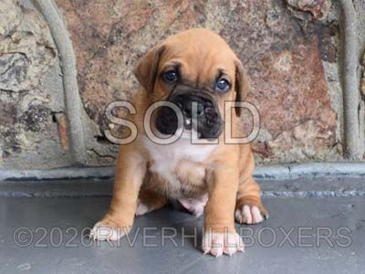 classic fawn male Boxer puppy Bruno
