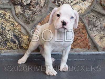 white female Boxer puppy Daisy