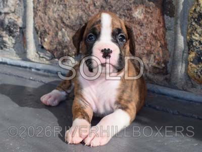 flashy brindle female Boxer puppy Sadie