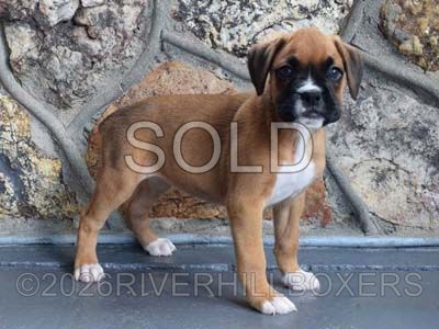 classic fawn female Boxer puppy Jasmine