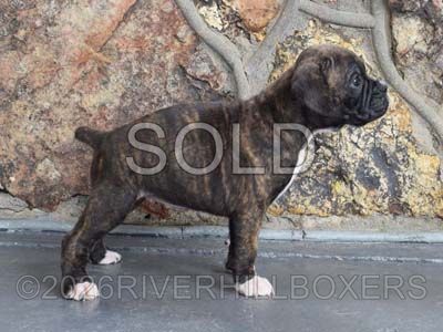 classic brindle female Boxer puppy Stella