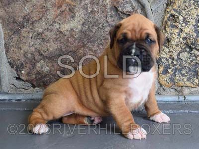 classic fawn male Boxer puppy Bear
