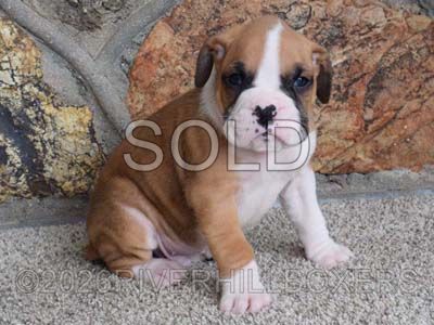 flashy fawn male Boxer puppy Rex