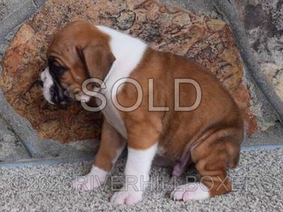 flashy fawn male Boxer puppy Huck