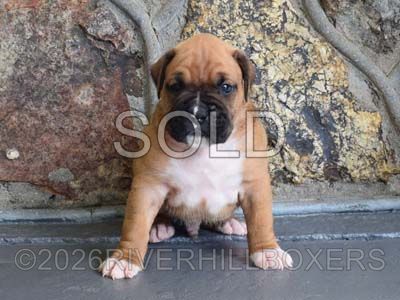 classic fawn male Boxer puppy Bear