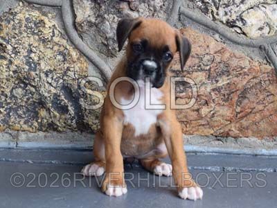 classic fawn female Boxer puppy Lily