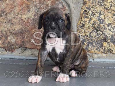 classic brindle female Boxer puppy Stella