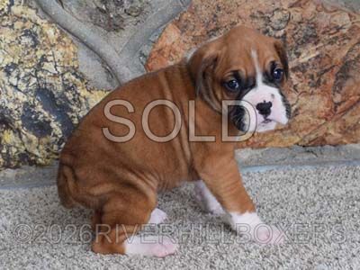 flashy fawn male Boxer puppy Huck