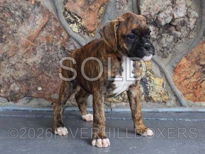 classic brindle female Boxer puppy Sage