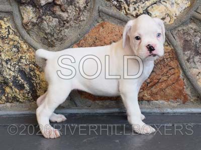white female Boxer puppy Daisy