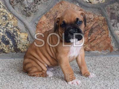 classic fawn male Boxer puppy Remmington
