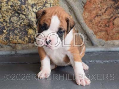 flashy fawn female Boxer puppy Ruby